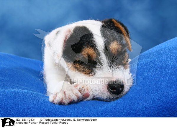 Parson Russell Terrier Welpe / Parson Russell Terrier Puppy / SS-19831