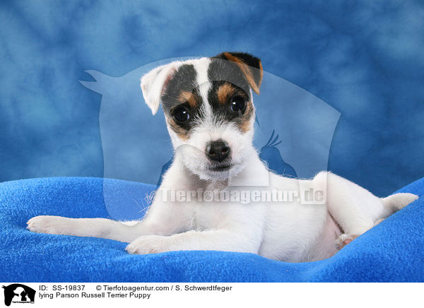 Parson Russell Terrier Welpe / Parson Russell Terrier Puppy / SS-19837