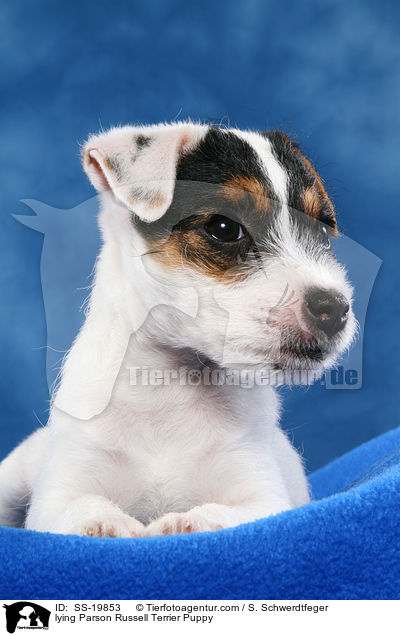 Parson Russell Terrier Welpe / Parson Russell Terrier Puppy / SS-19853