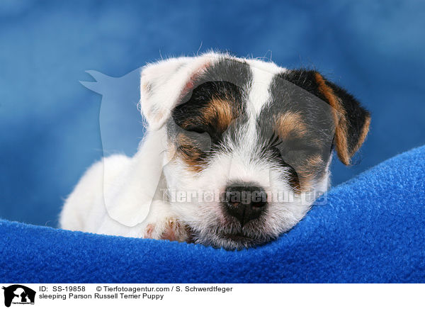 Parson Russell Terrier Welpe / Parson Russell Terrier Puppy / SS-19858