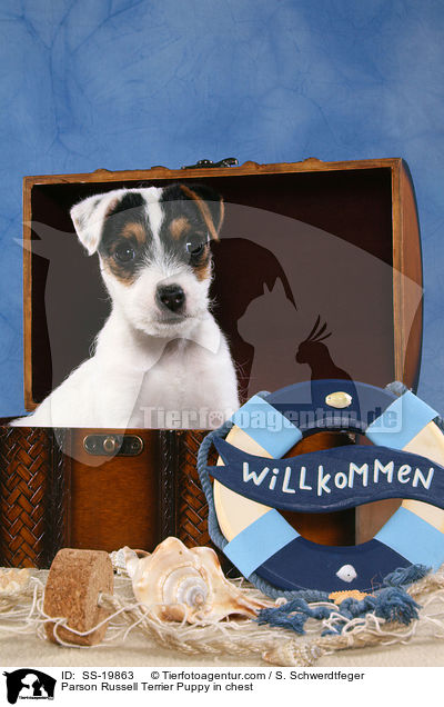 Parson Russell Terrier Welpe / Parson Russell Terrier Puppy / SS-19863