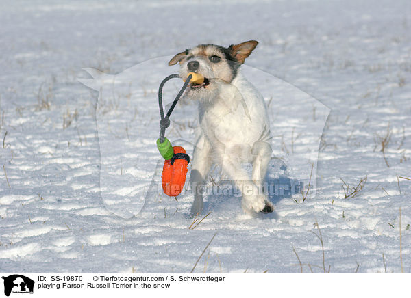 spielender Parson Russell Terrier / playing Parson Russell Terrier / SS-19870