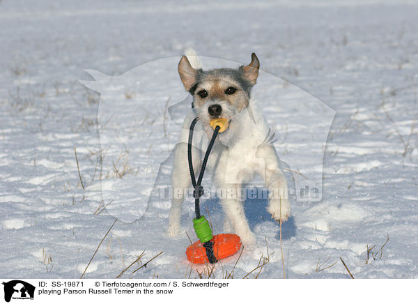 spielender Parson Russell Terrier / playing Parson Russell Terrier / SS-19871