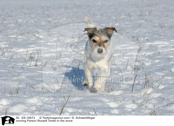 rennender Parson Russell Terrier / running Parson Russell Terrier / SS-19872