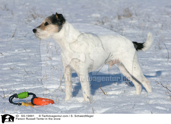 Parson Russell Terrier im Schnee / Parson Russell Terrier in the snow / SS-19881