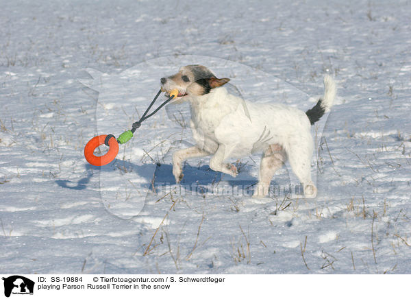 spielender Parson Russell Terrier / playing Parson Russell Terrier / SS-19884