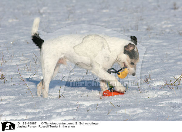 spielender Parson Russell Terrier / playing Parson Russell Terrier / SS-19887