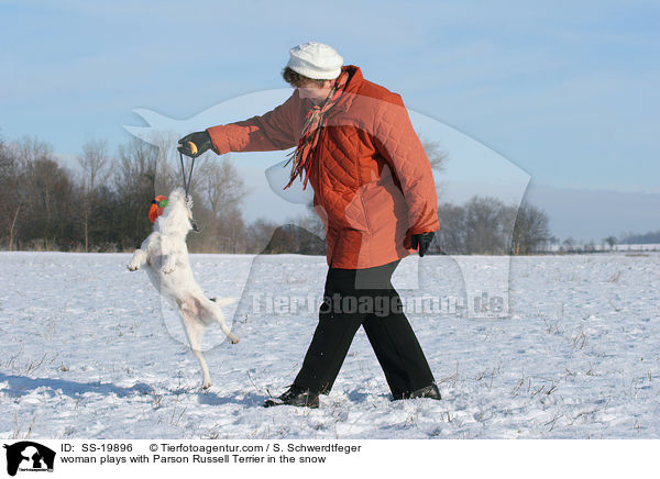 spielender Parson Russell Terrier / playing Parson Russell Terrier / SS-19896