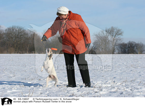 spielender Parson Russell Terrier / playing Parson Russell Terrier / SS-19897