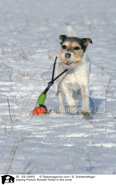 spielender Parson Russell Terrier / playing Parson Russell Terrier / SS-19905