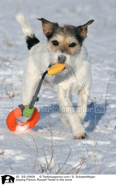 spielender Parson Russell Terrier / playing Parson Russell Terrier / SS-19906