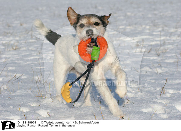 playing Parson Russell Terrier in the snow / SS-19908