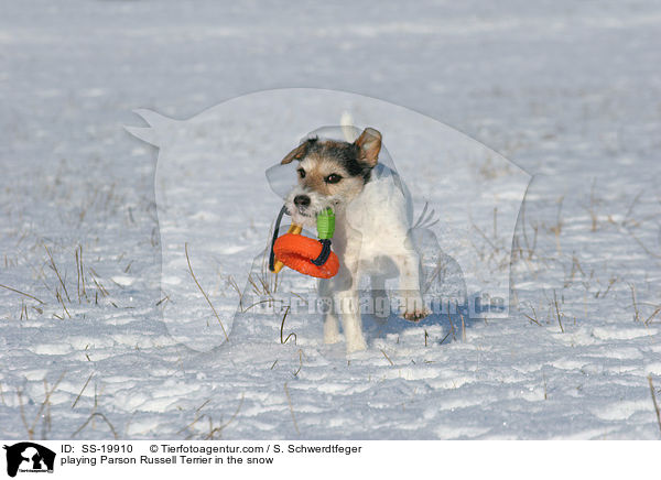 spielender Parson Russell Terrier / playing Parson Russell Terrier / SS-19910