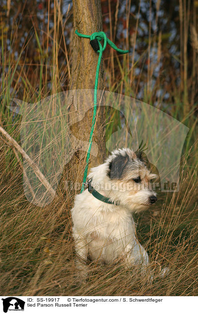 angebundener Parson Russell Terrier / sitzender Parson Russell Terrier / SS-19917