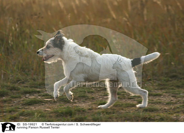 rennender Parson Russell Terrier / running Parson Russell Terrier / SS-19921