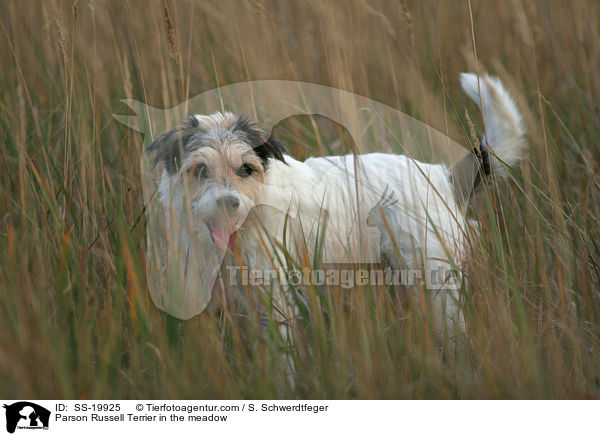 Parson Russell Terrier im Gras / Parson Russell Terrier in the meadow / SS-19925