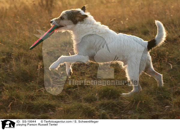spielender Parson Russell Terrier / playing Parson Russell Terrier / SS-19944