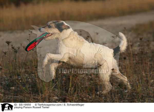 spielender Parson Russell Terrier / playing Parson Russell Terrier / SS-19950