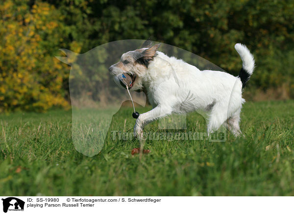 spielender Parson Russell Terrier / playing Parson Russell Terrier / SS-19980