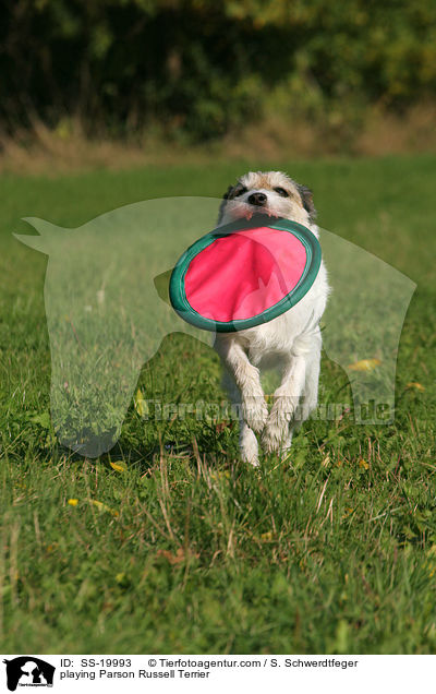 spielender Parson Russell Terrier / playing Parson Russell Terrier / SS-19993