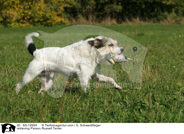 spielender Parson Russell Terrier / playing Parson Russell Terrier / SS-19994