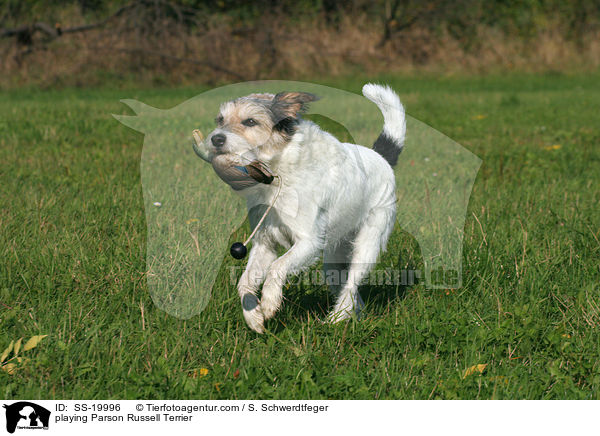 spielender Parson Russell Terrier / playing Parson Russell Terrier / SS-19996