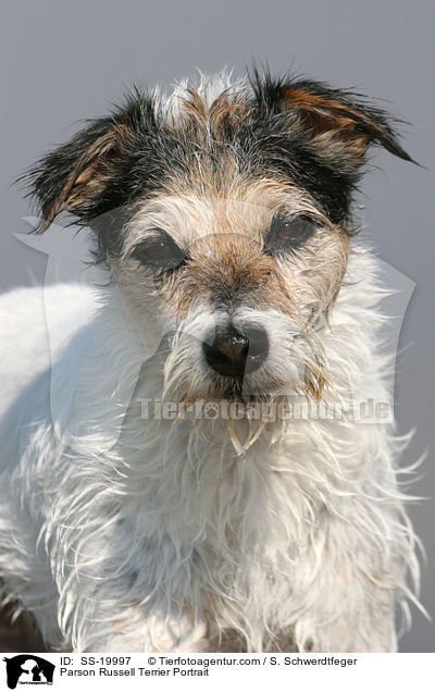 Parson Russell Terrier Portrait / Parson Russell Terrier Portrait / SS-19997