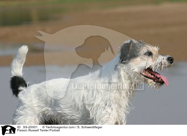 Parson Russell Terrier Portrait / Parson Russell Terrier Portrait / SS-20001