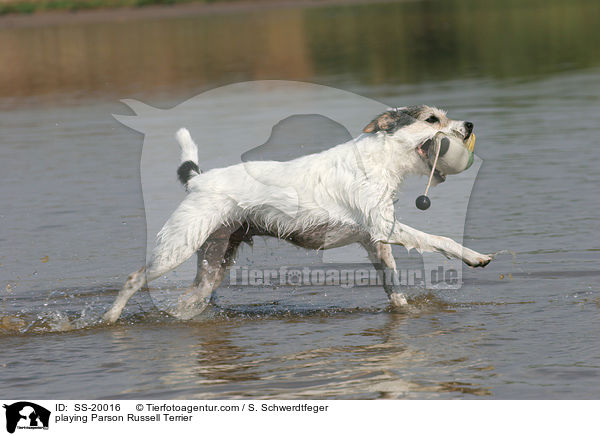 spielender Parson Russell Terrier / playing Parson Russell Terrier / SS-20016