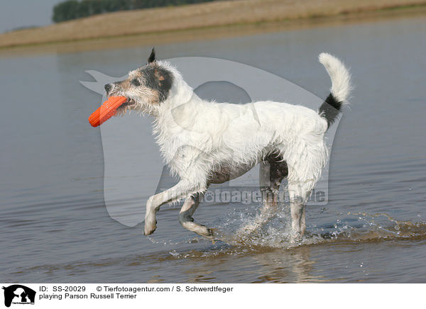 spielender Parson Russell Terrier / playing Parson Russell Terrier / SS-20029
