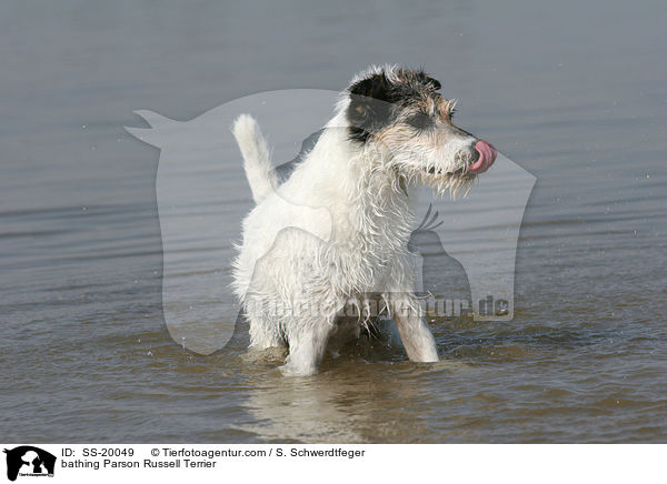 badender Parson Russell Terrier / bathing Parson Russell Terrier / SS-20049