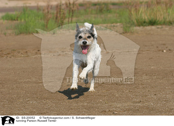 rennender Parson Russell Terrier / running Parson Russell Terrier / SS-20052