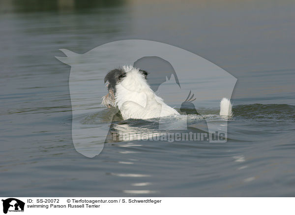 schwimmender Parson Russell Terrier / swimming Parson Russell Terrier / SS-20072