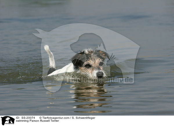 schwimmender Parson Russell Terrier / swimming Parson Russell Terrier / SS-20074