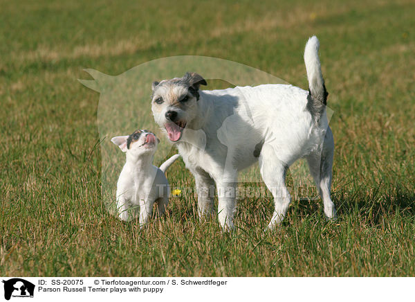 Parson Russell Terrier mit Welpe / Parson Russell Terrier with puppy / SS-20075