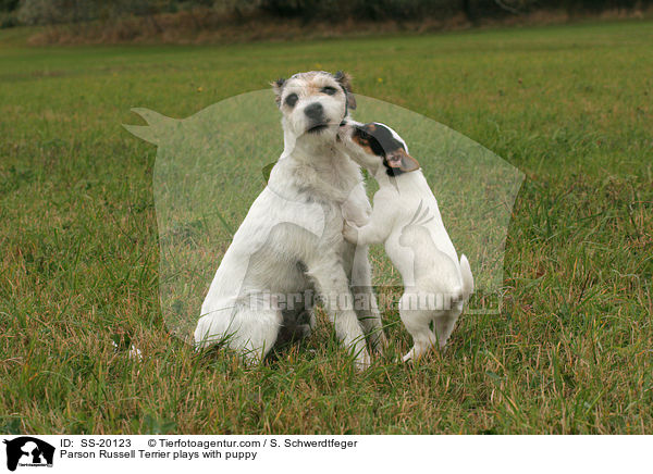 Parson Russell Terrier mit Welpe / Parson Russell Terrier with puppy / SS-20123