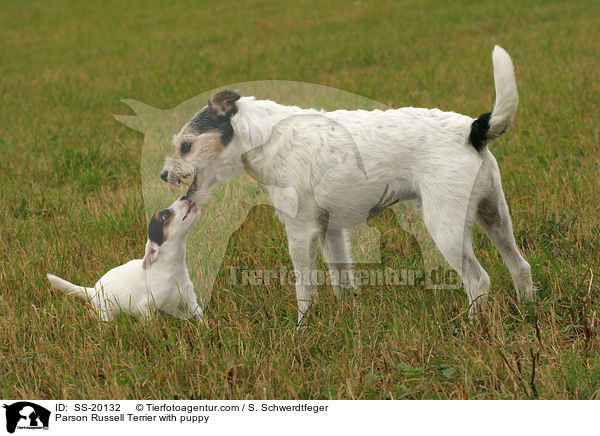 Parson Russell Terrier mit Welpe / Parson Russell Terrier with puppy / SS-20132