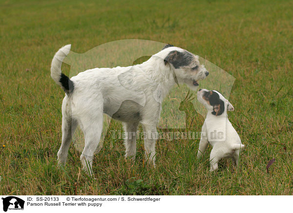 Parson Russell Terrier mit Welpe / Parson Russell Terrier with puppy / SS-20133