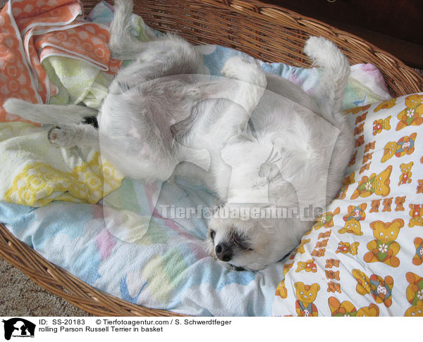 Parson Russell Terrier im Krbchen / Parson Russell Terrier in basket / SS-20183