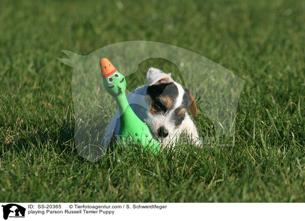 Parson Russell Terrier Welpe / Parson Russell Terrier Puppy / SS-20365