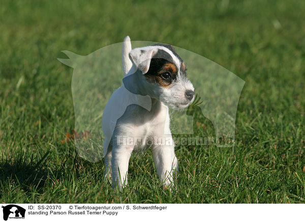 Parson Russell Terrier Welpe / Parson Russell Terrier Puppy / SS-20370
