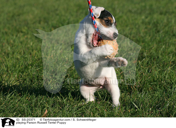 Parson Russell Terrier Welpe / Parson Russell Terrier Puppy / SS-20371
