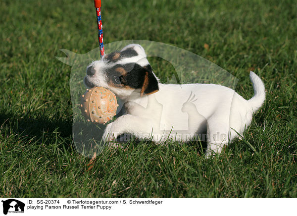Parson Russell Terrier Welpe / Parson Russell Terrier Puppy / SS-20374