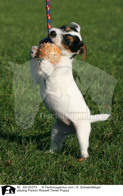 Parson Russell Terrier Welpe / Parson Russell Terrier Puppy / SS-20375