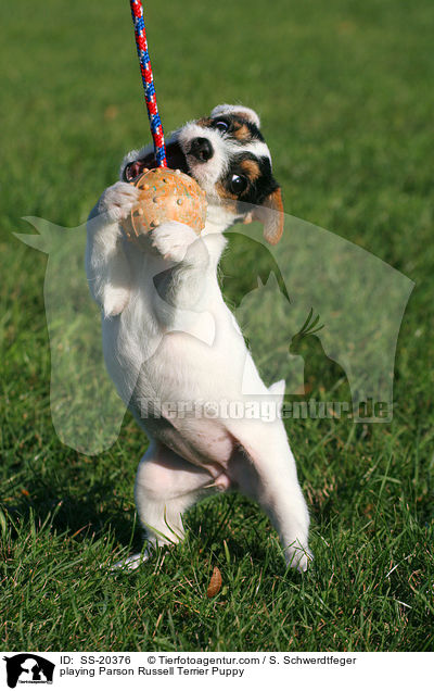 Parson Russell Terrier Welpe / Parson Russell Terrier Puppy / SS-20376