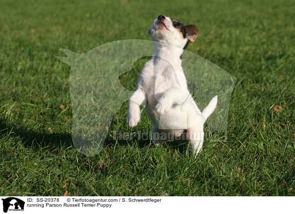 Parson Russell Terrier Welpe / Parson Russell Terrier Puppy / SS-20378
