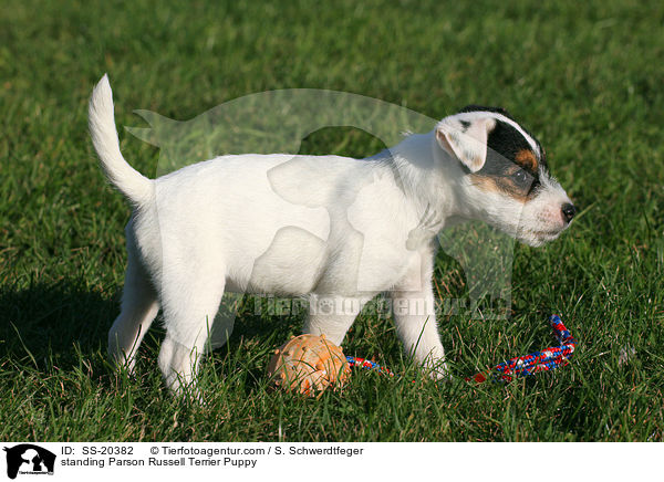 Parson Russell Terrier Welpe / Parson Russell Terrier Puppy / SS-20382