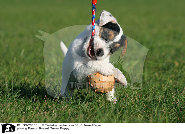 Parson Russell Terrier Welpe / Parson Russell Terrier Puppy / SS-20385
