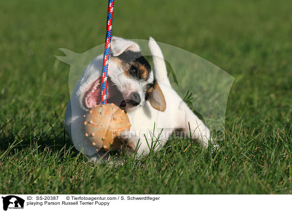 Parson Russell Terrier Welpe / Parson Russell Terrier Puppy / SS-20387
