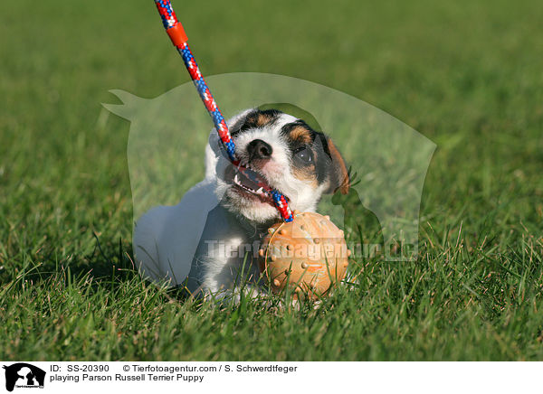 Parson Russell Terrier Welpe / Parson Russell Terrier Puppy / SS-20390